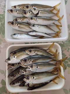 マアジの釣果