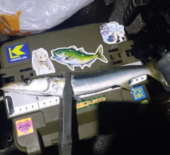 アカカマスの釣果