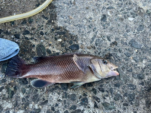 コブダイの釣果