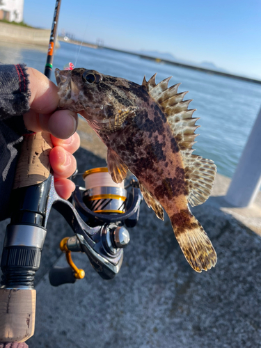 タケノコメバルの釣果