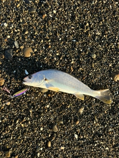 ニベの釣果