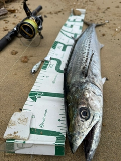 サゴシの釣果