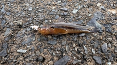アカオビシマハゼの釣果