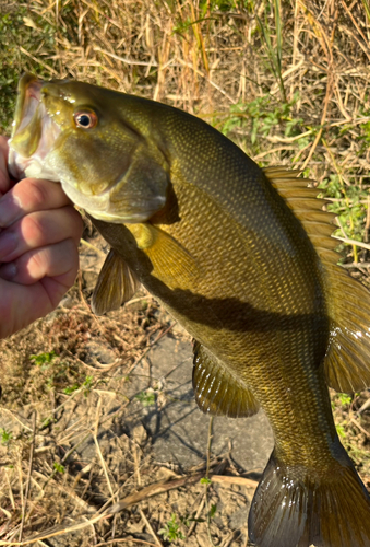 スモールマウスバスの釣果