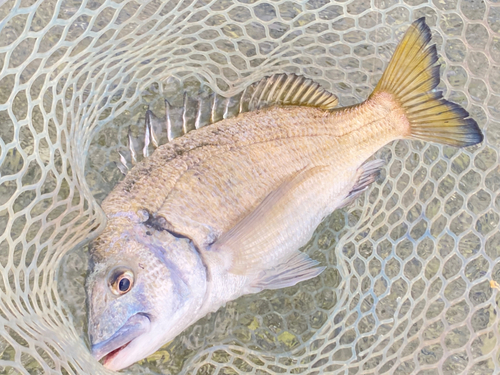 ミナミクロダイの釣果