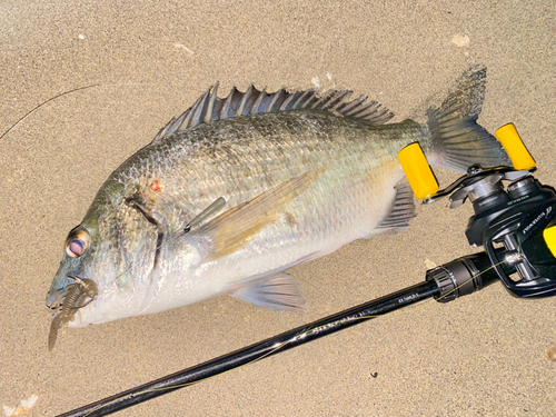 ミナミクロダイの釣果