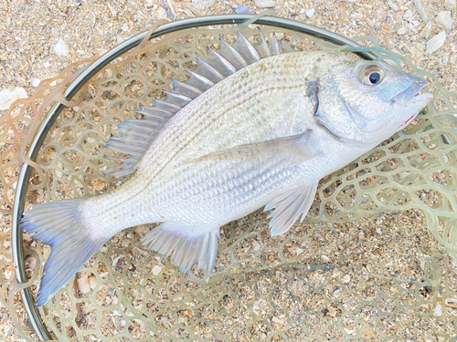 ミナミクロダイの釣果