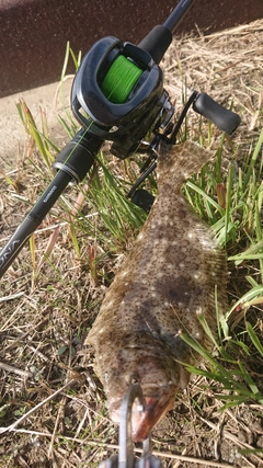 ヒラメの釣果