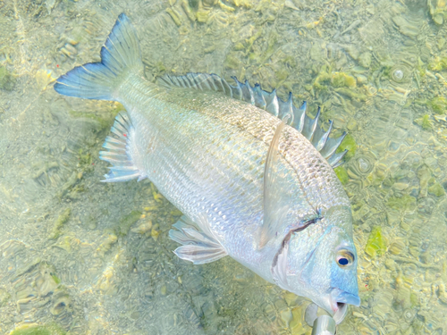 ミナミクロダイの釣果