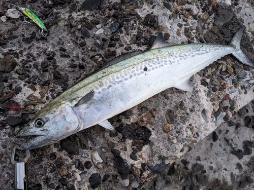 サゴシの釣果