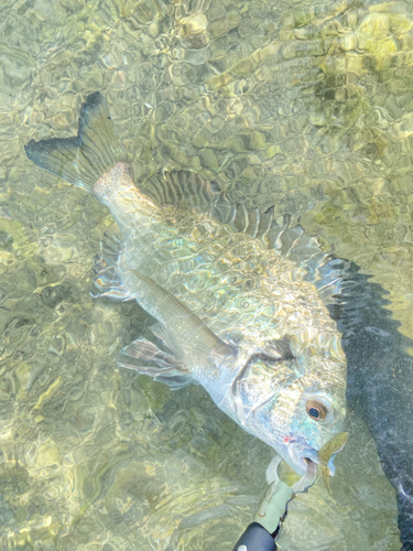 ミナミクロダイの釣果