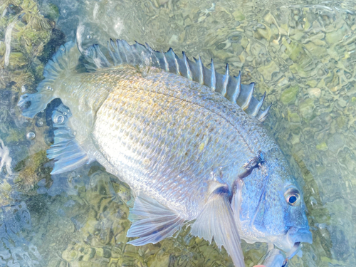 ミナミクロダイの釣果