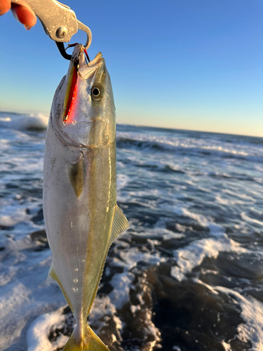 ワカシの釣果