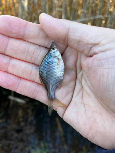 タイリクバラタナゴの釣果