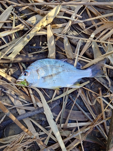 キビレの釣果