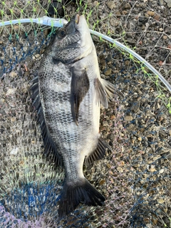 チヌの釣果