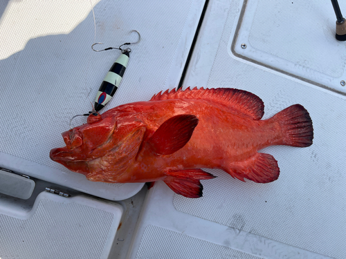 アザハタの釣果