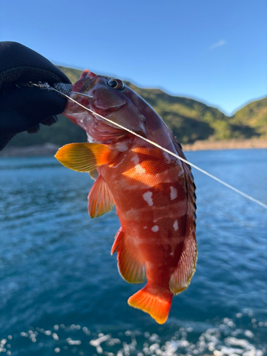 アカハタの釣果