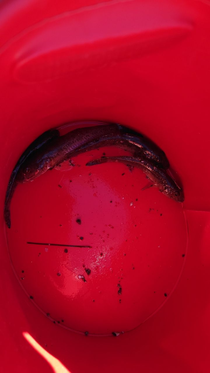 マハゼ