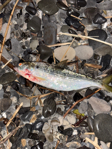 コノシロの釣果