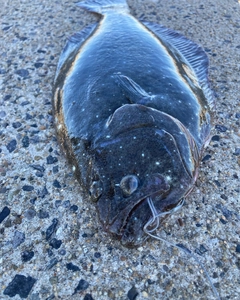 ヒラメの釣果