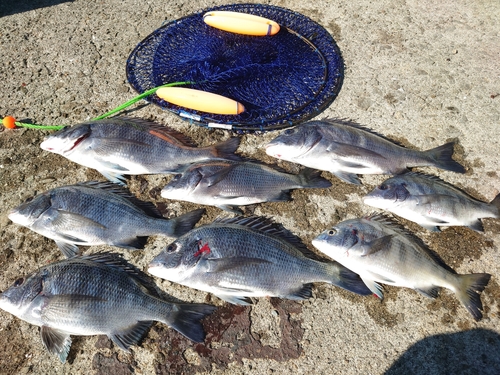 クロダイの釣果