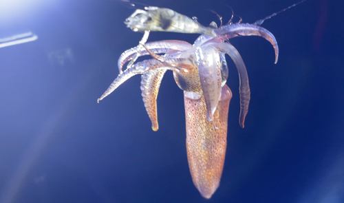 ヒイカの釣果