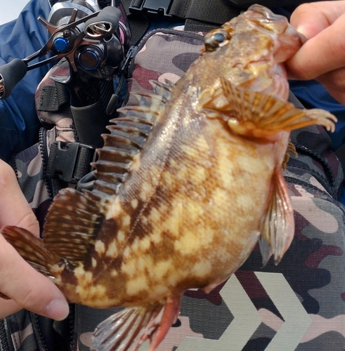 カサゴの釣果