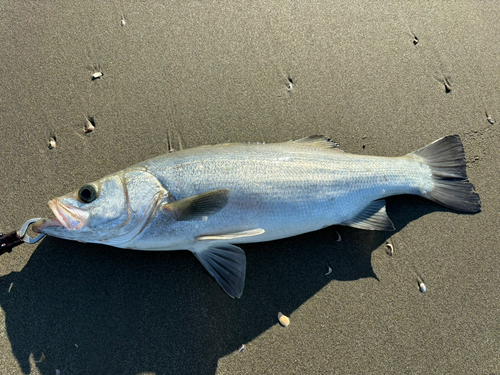 マルスズキの釣果