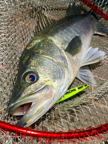 スズキの釣果