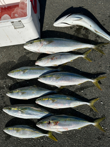 ハマチの釣果