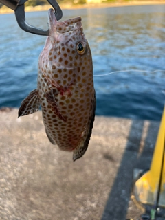 オオモンハタの釣果