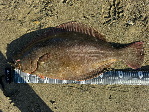 ヒラメの釣果