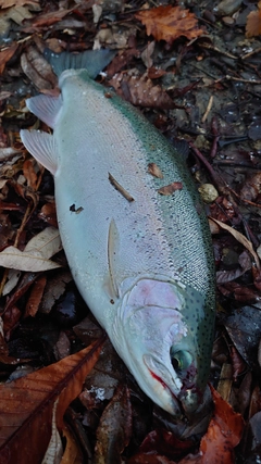 ニジマスの釣果