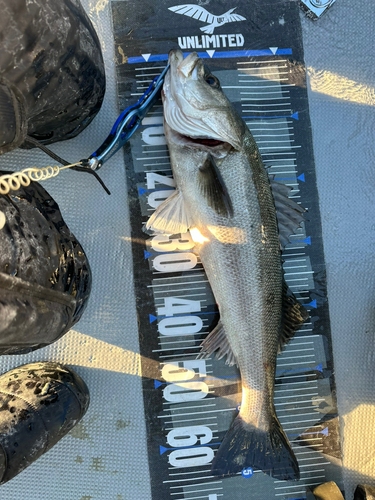 シーバスの釣果