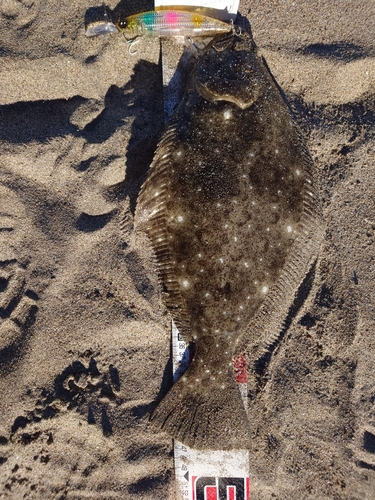 ヒラメの釣果