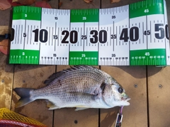 キビレの釣果