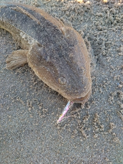 マゴチの釣果