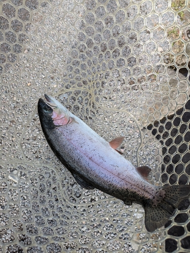 ニジマスの釣果