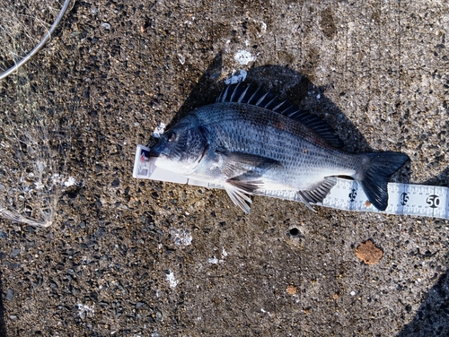 クロダイの釣果