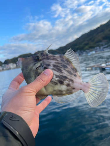 カワハギの釣果