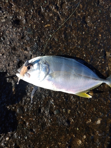 相模川下流