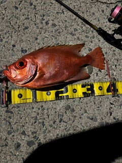 チカメキントキの釣果