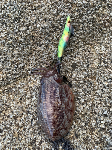 モンゴウイカの釣果