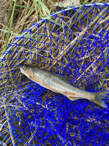 アユの釣果