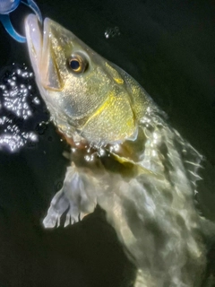 シーバスの釣果