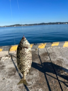 アイゴの釣果