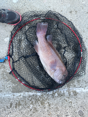 コブダイの釣果