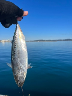 ソウダガツオの釣果