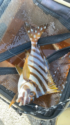 タカノハダイの釣果